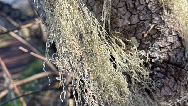 Ramalina menziesii. CA official state lichen Lace Lichen, Ramalina menziesii. CA official state lichen