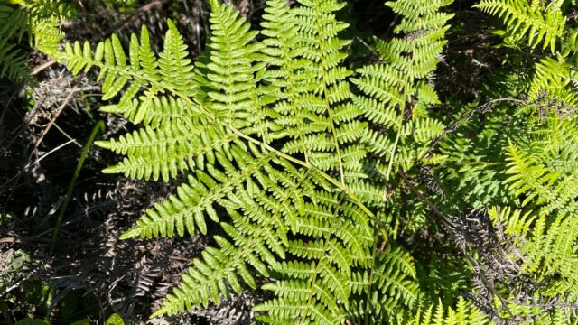 Pteridium aquilinum var. pubescens Hairy brackenfern, Pteridium aquilinum var. pubescens
