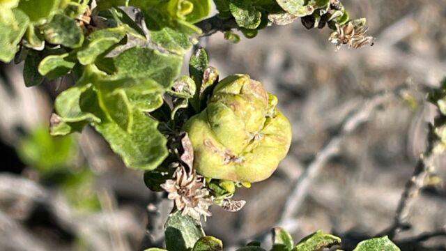Rhopalomyia californica Coyote Brush Bud Gall Midge, Rhopalomyia californica