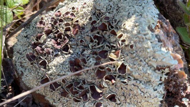 Xanthoparmelia cumberlandia Cumberland Rock Shield, Xanthoparmelia cumberlandia