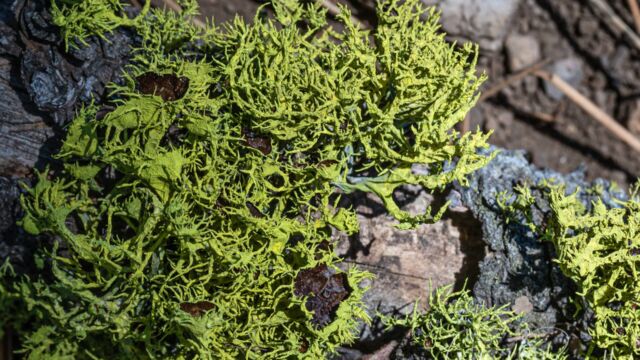 Letharia columbiana Brown-eyed Wolf Lichen, Letharia columbiana