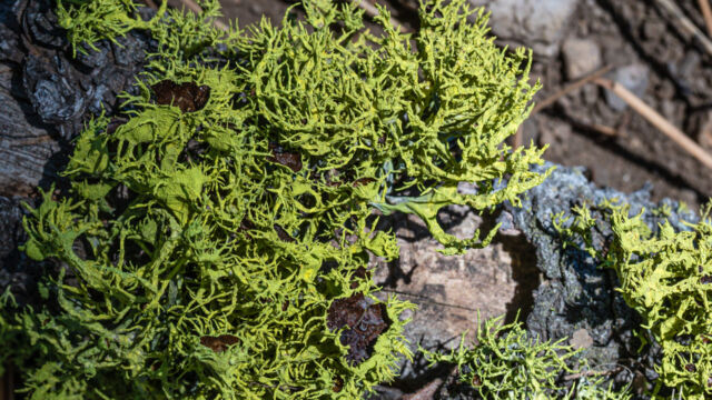 Letharia columbiana Brown-eyed Wolf Lichen, Letharia columbiana