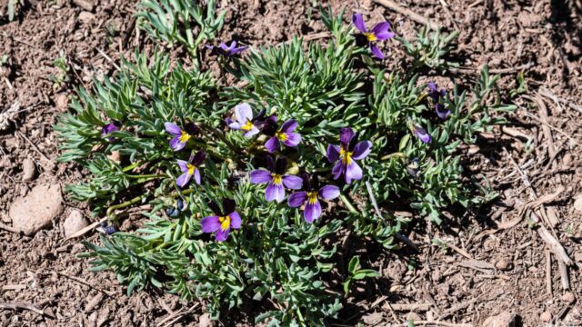 Viola beckwithii Beckwith's violet, Viola beckwithii