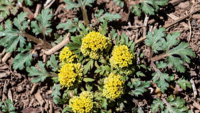 Sanicula graveolens Northern sanicle, Sanicula graveolens