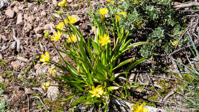 Ranunculus alismifolius Plantainleaf buttercup, Ranunculus alismifolius