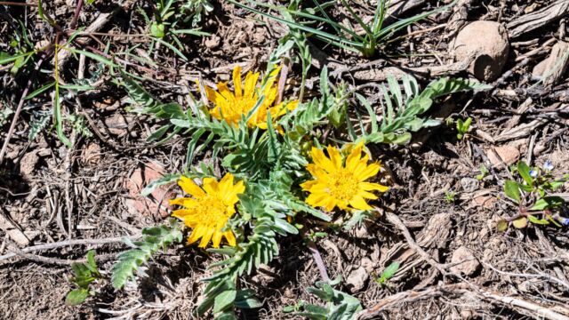 Balsamorhiza hookeri Hooker's balsam root, Balsamorhiza hookeri