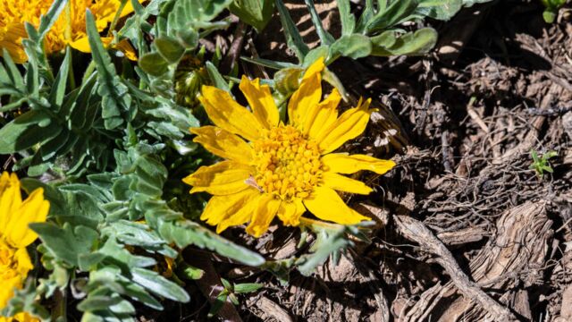 Balsamorhiza hookeri Hooker's balsam root, Balsamorhiza hookeri
