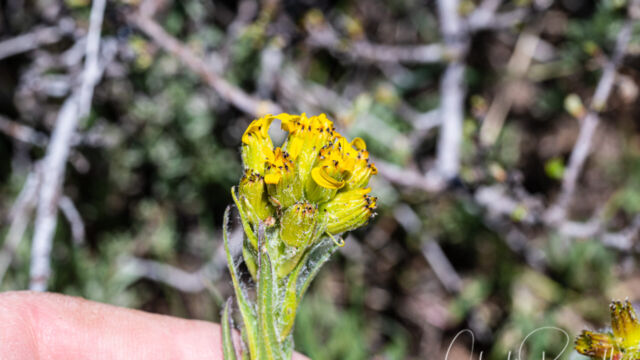 Senecio integerrimus var. exaltatus Columbia ragwort, Senecio integerrimus var. exaltatus