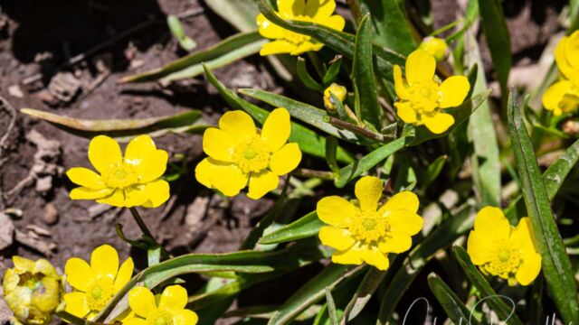 Plantainleaf buttercup Plantainleaf buttercup, Ranunculus alismifolius