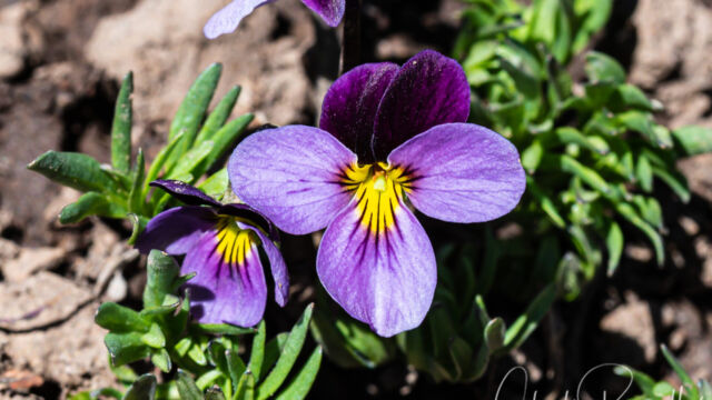 Viola beckwithii Beckwith's violet, Viola beckwithii