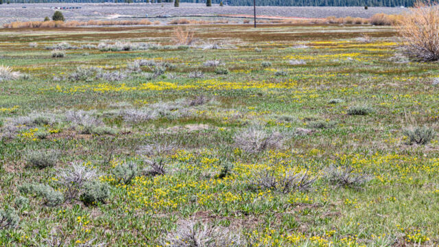 Meadow further south, buttercups galore (and violets) Martis Creek Wildlife Area. Meadow further south, buttercups galore (and violets)