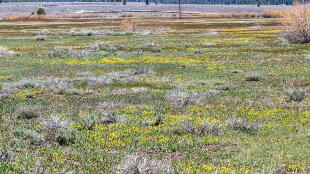 Meadow further south, buttercups galore (and violets) Martis Creek Wildlife Area. Meadow further south, buttercups galore (and violets)