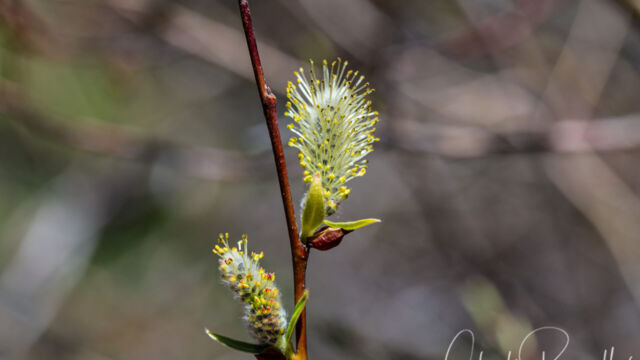 Salix sp. Willow, Salix sp.