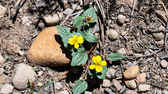Viola purpurea Goosefoot violet, Viola purpurea