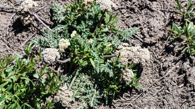 Lomatium nevadense Nevada biscuitroot, Lomatium nevadense