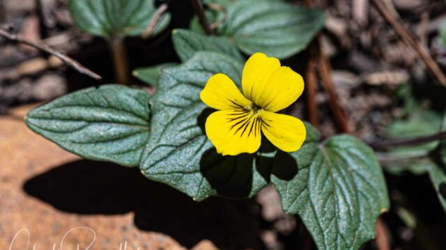 Viola purpurea Goosefoot violet, Viola purpurea