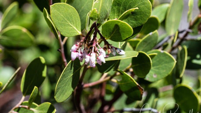 Arctostaphylos patula Greenleaf manzanita, Arctostaphylos patula