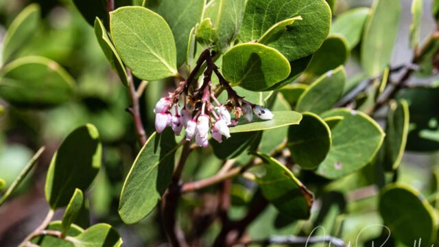 Arctostaphylos patula Greenleaf manzanita, Arctostaphylos patula