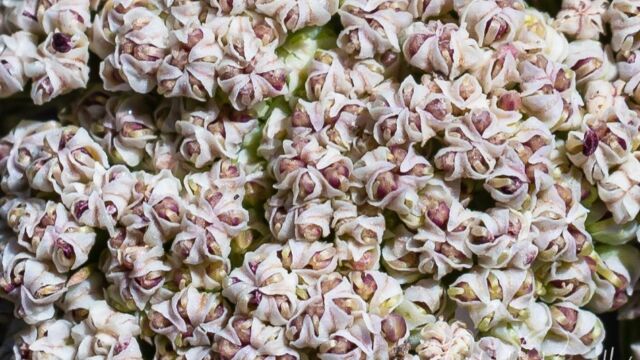 Lomatium nevadense Nevada biscuitroot, Lomatium nevadense