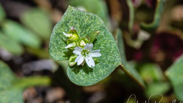 Claytonia rubra ssp. rubra Redstem springbeauty, Claytonia rubra ssp. rubra