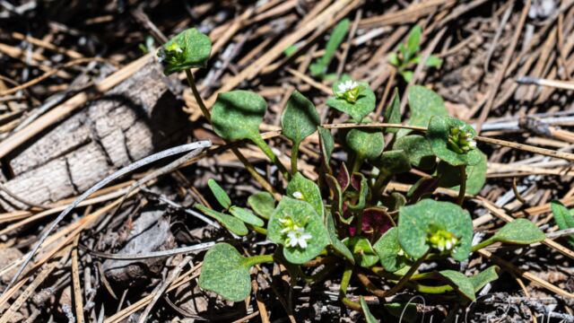 Claytonia rubra ssp. rubra Redstem springbeauty, Claytonia rubra ssp. rubra
