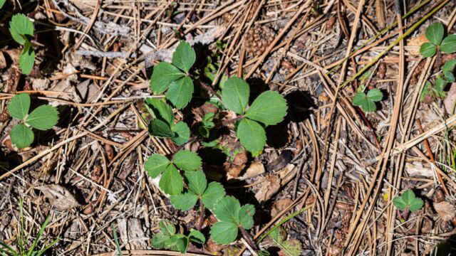 Fragaria virginiana Virginia strawberry, Fragaria virginiana