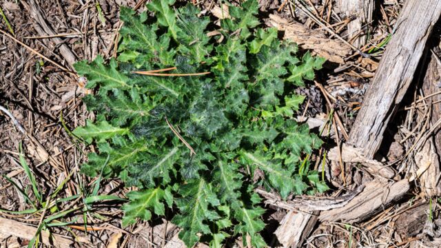Cirsium vulgare Bull thistle, Cirsium vulgare
