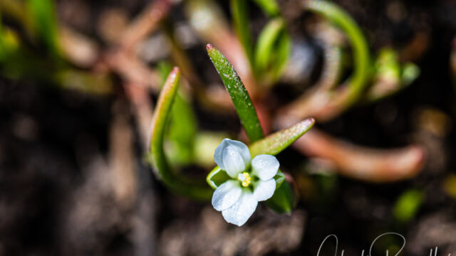 Montia linearis Narrow-leaved montia, Montia linearis