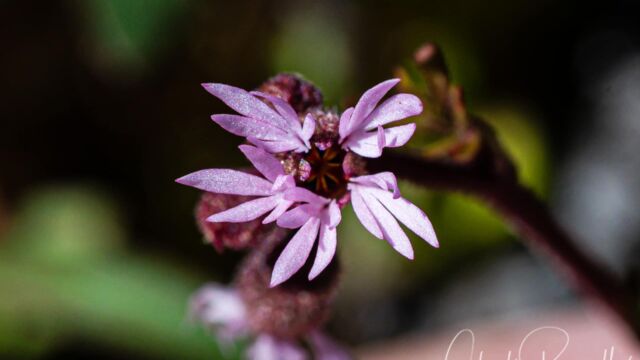 Lithophragma glabrum Bulbous Woodland Star, Lithophragma glabrum