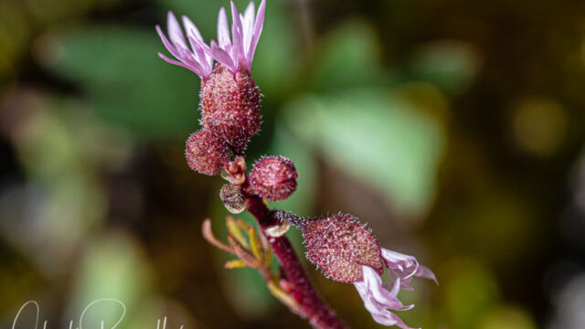 Lithophragma glabrum Bulbous Woodland Star, Lithophragma glabrum