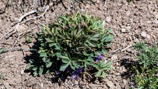 Alpine breeches, Hydrophyllum alpestre