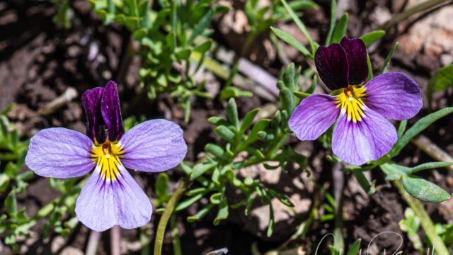 Viola beckwithii Beckwith's violet, Viola beckwithii