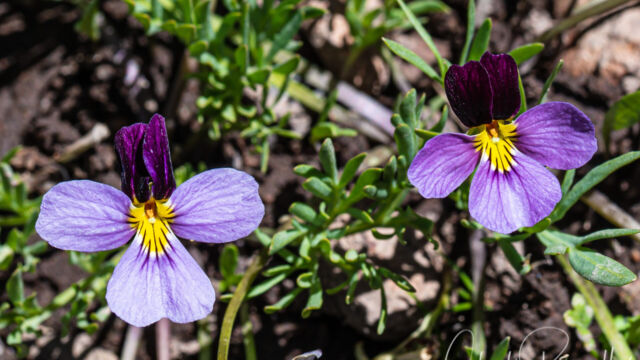 Viola beckwithii Beckwith's violet, Viola beckwithii