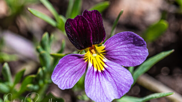 Viola beckwithii Beckwith's violet, Viola beckwithii