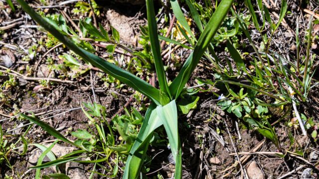 Toxicoscordion venenosum var. venenosum Meadow deathcamas, Toxicoscordion venenosum var. venenosum
