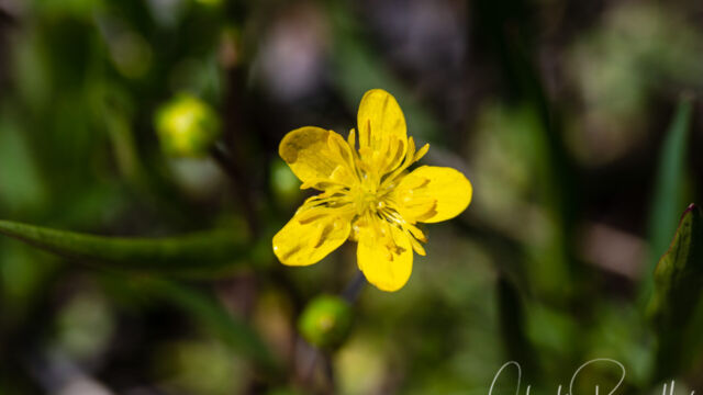 Ranunculus occidentalis Western buttercup, Ranunculus occidentalis