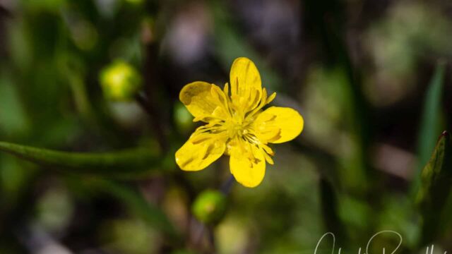 Ranunculus occidentalis Western buttercup, Ranunculus occidentalis