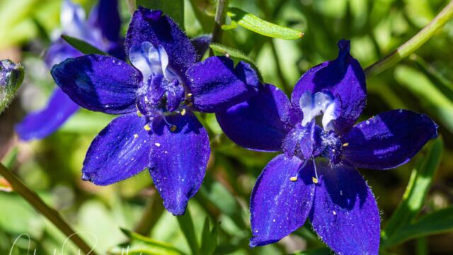 Delphinium nuttallianum Meadow larkspur, Delphinium nuttallianum