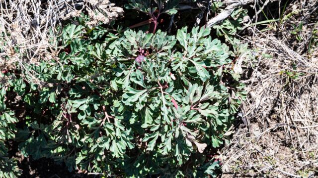 Paeonia brownii Brown's peony, Paeonia brownii