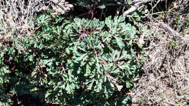 Paeonia brownii Brown's peony, Paeonia brownii