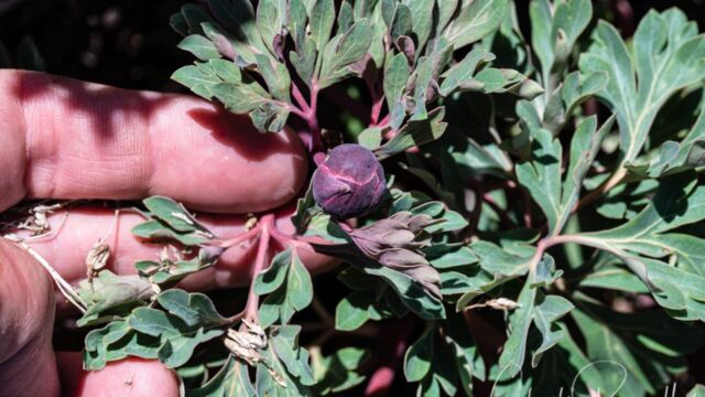 Paeonia brownii Brown's peony, Paeonia brownii