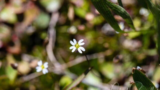 Draba verna Whitlowgrass, Draba verna