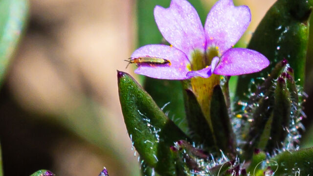Microsteris gracilis Thrip on slender phlox, Microsteris gracilis