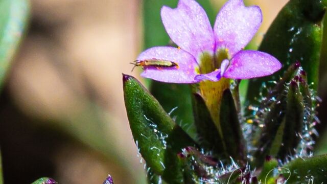 Microsteris gracilis Thrip on slender phlox, Microsteris gracilis