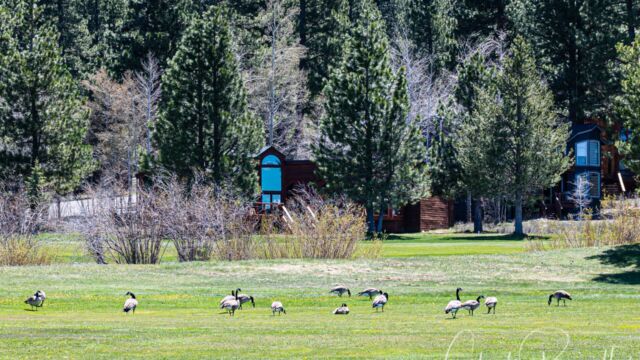 The golf course is a wildlife habitat too! Lots of very large condominiums along this side Martis Creek Wildlife Area. The golf course is a wildlife habitat too! Lots of very large condominiums along this side