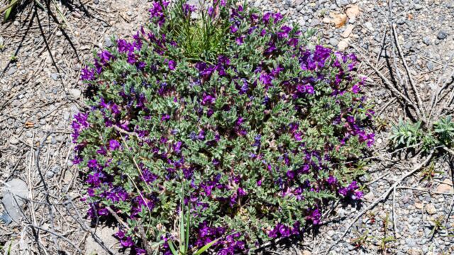 Astragalus purshii var. tinctus Pursh's milk vetch, Astragalus purshii var. tinctus
