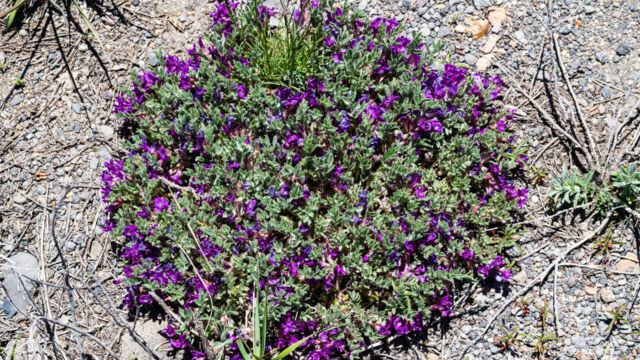 Astragalus purshii var. tinctus Pursh's milk vetch, Astragalus purshii var. tinctus