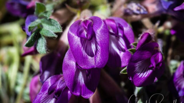 Astragalus purshii var. tinctus Pursh's milk vetch, Astragalus purshii var. tinctus