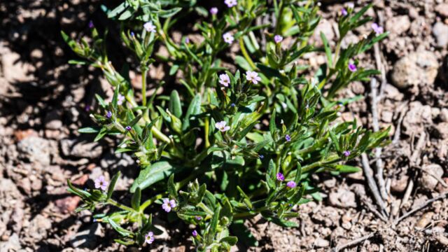 Microsteris gracilis Slender phlox, Microsteris gracilis
