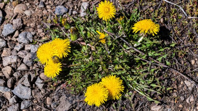 Taraxacum officinale Common dandelion, Taraxacum officinale